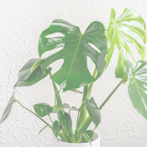 Monstera Monstera
